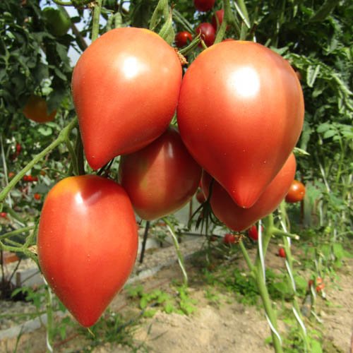 1579502396_sort-tomata-japonka-1