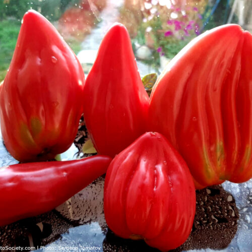 Rozovyy-Tyulpan-1-Edit-1