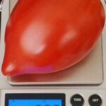 pomidor-yaponka-1