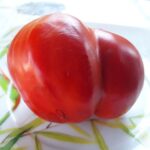 semena-tomat-grebeshok-krasniy_big_5