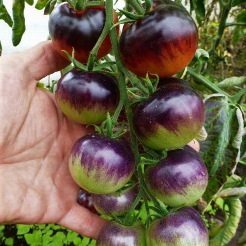 tomat-chernika-3