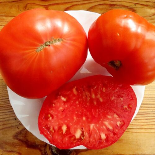 tomat-krupnyj-iz-hakasii-