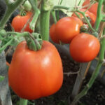 tomat-raya