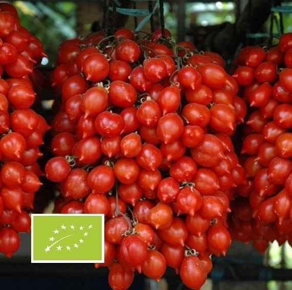 tomate-cerise-principe-borghese-seeds