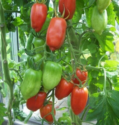 10 пальцев из Неаполя