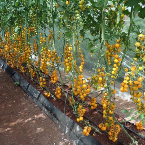 17adb1e21c7464e5a7726b14d4fbce9c