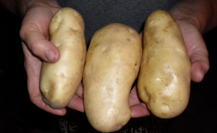 Картофель семенной сорт Белый Лапоть (Барс) репродукция суперэлита (0,5кг)
