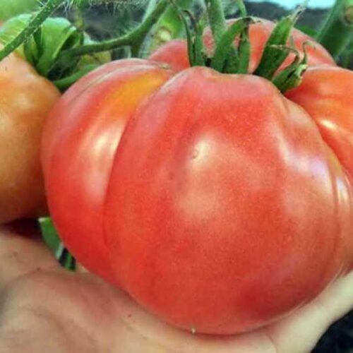 8a9e4da8f48088680c602f405b9b672a_XL