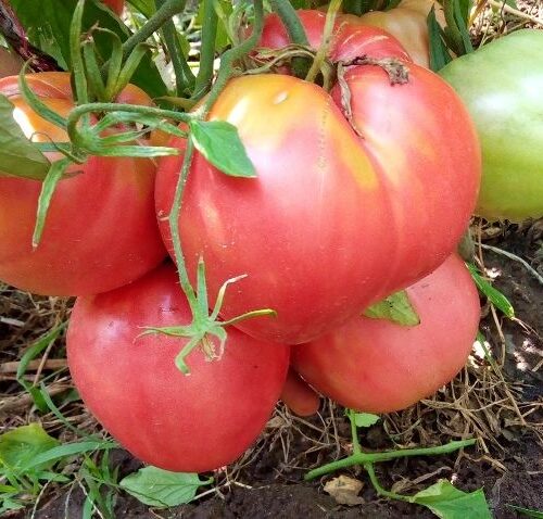 844sqb9f4ts8oo4sgsk88cc48kowwk