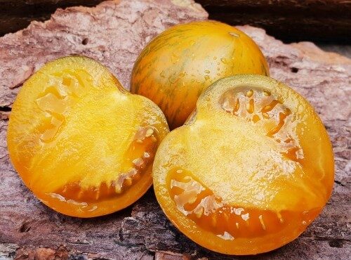 Babylons Glow 1-500x500