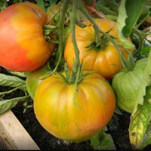 Безымянный