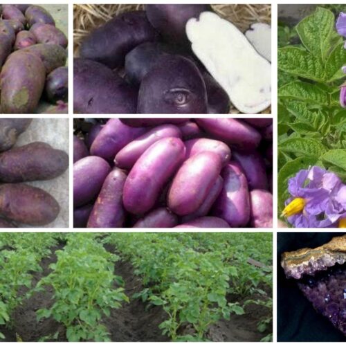 MyCollages - 2026-02-18T152157.005