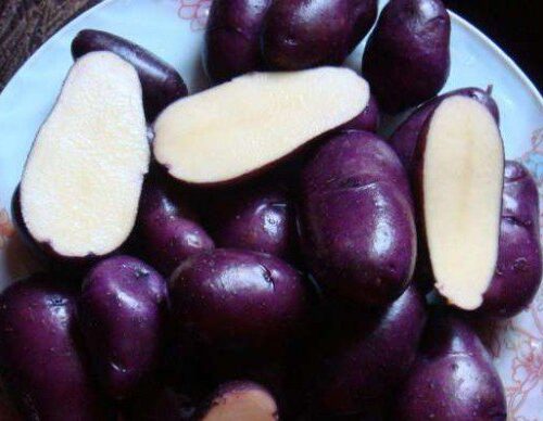 Сорт-Цыганка