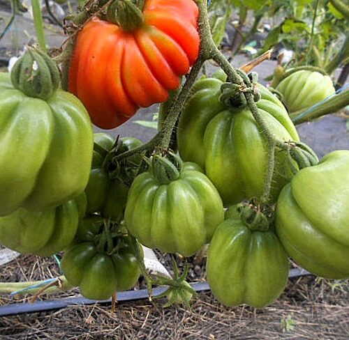 semena-tomat-pitanga-krasnaya-pitanga-red_big_1