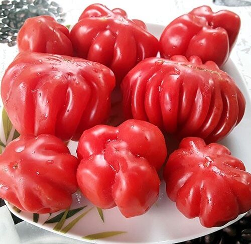 semena-tomat-pitanga-krasnaya-pitanga-red_big_2