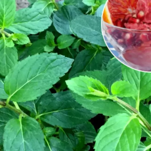 Мята сортовая ФРУКТОВЫЙ СОРБЕТ