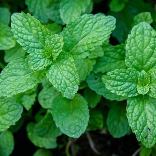 ПЕРЕЧНАЯ (Mentha piperita)