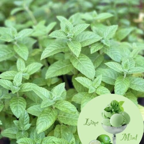 Лаймовое мороженное