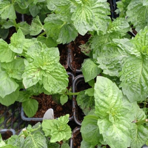 Лимонад с тимьяном