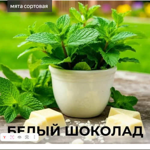 мята белый шоколад