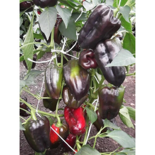 screenshot_1396-800x800