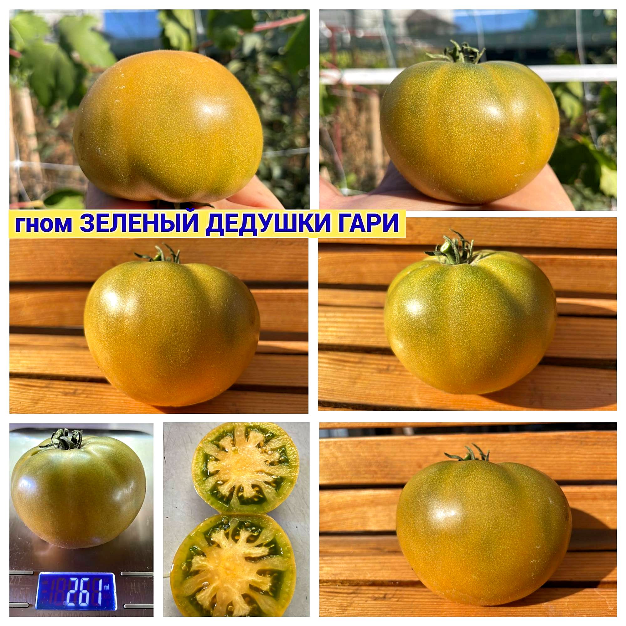 Гном Зеленый Дедушки Гари (Dwarf Grandpa Gary' s Green, Австралия, США )