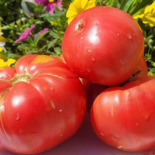 земляника-гл