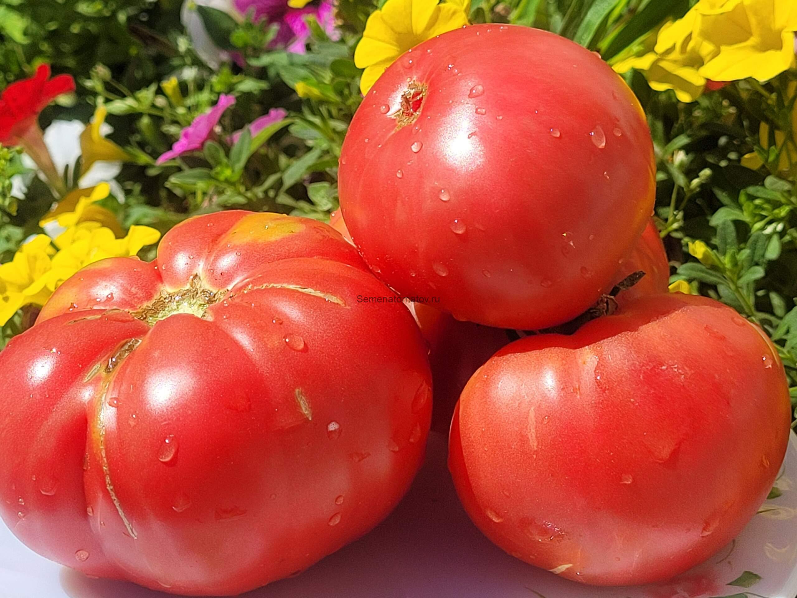 земляника-гл