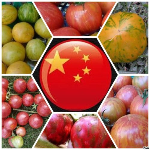 Сорта томатов китайской селекции