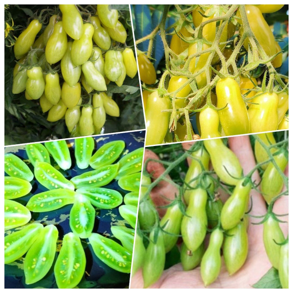 томат танцующие зеленые пальчики