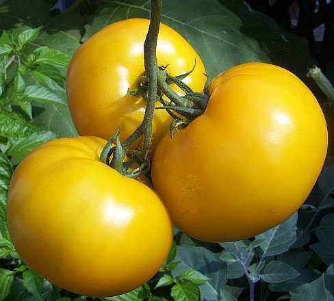 Гном Желтый Жасмин