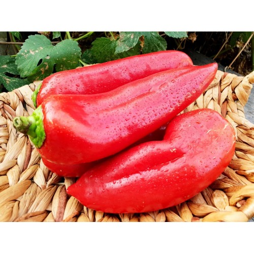 Перец сладкий ТИХОНОВСКИЙ