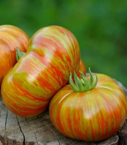 Томат Дельта Дивер ПОЛОСАТЫЙ