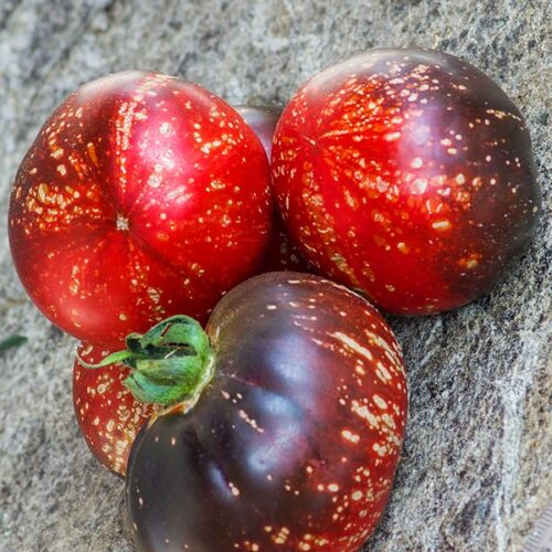 томат космос