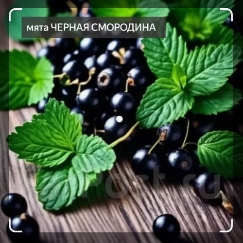 МЯТА ЧЕРНАЯ СМОРОДИНА