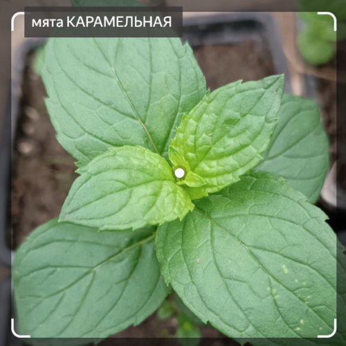 МЯТА КАРАМЕЛЬНАЯ