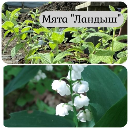 МЯТА ЛАНДЫШ