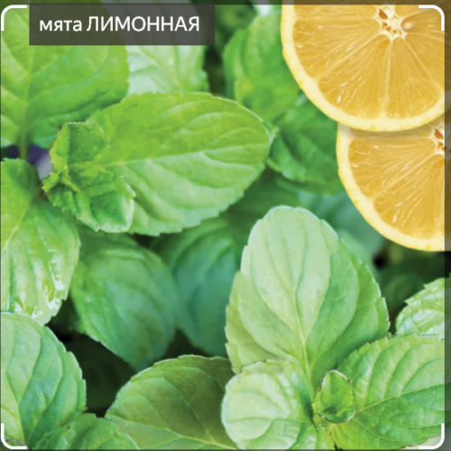 МЯТА ЛИМОННАЯ