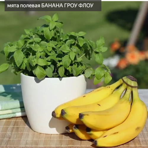 МЯТА ПОЛЕВАЯ БАНАНА ГРОУ ФЛОУ