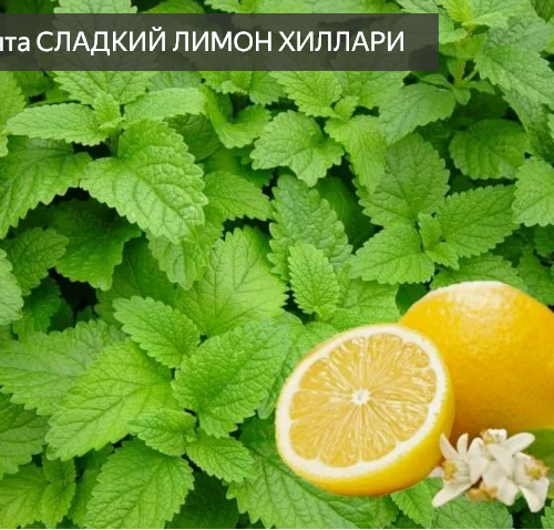 МЯТА СЛАДКИЙ ЛИМОН