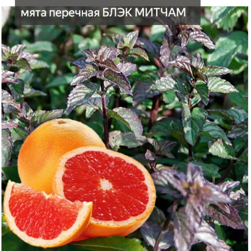 мята Блэк Митчам