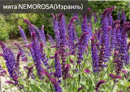 мята NEMOROSA Израиль