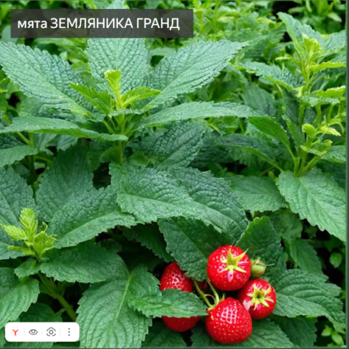 мята Земляника Гранд
