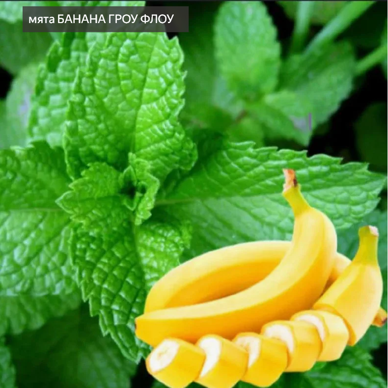 мята банана гроу флоу