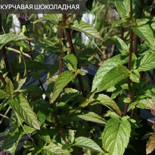 мята курчавая шоколадная