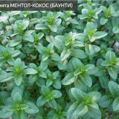 мята ментол-кокос ( баунти)