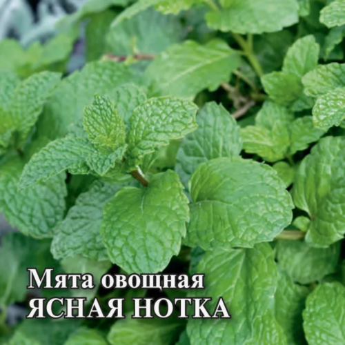 мята ясная нотка