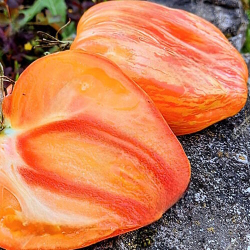 *Фото сорта из сети интернет
