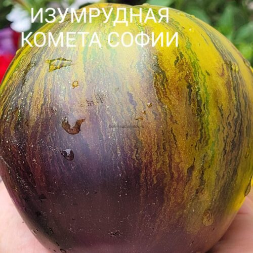 *Фото сорта из сети интернет