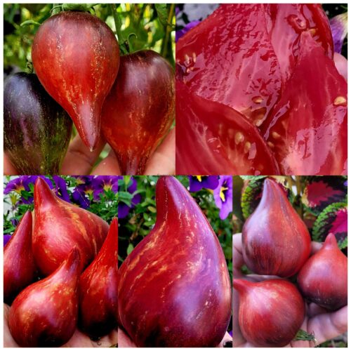 Фото  сорта из сети интернет